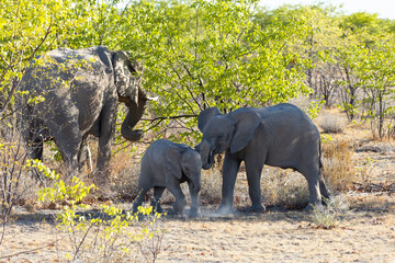 Baby and juvenile elephant siblings stomping their feet next to their mother feeding in trees,...