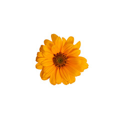 Yellow flower Heliopsis helianthoides isolated on white background. Top view, close-up. Element for creating design, postcard, pattern, floral arrangement, wedding cards and invitation.