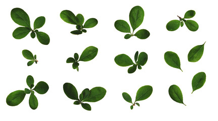 Botanical Collection. Green leaves of barberry isolated on white background. Elements for creating...