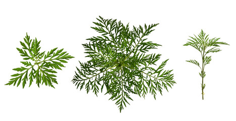Set of ambrosia leaves and twigs isolated on a white background. Elements for creating designs,...