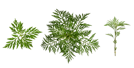 Set of ambrosia leaves and twigs isolated on a white background. Elements for creating designs, cards, patterns, floral arrangements, frames, wedding cards and invitations.