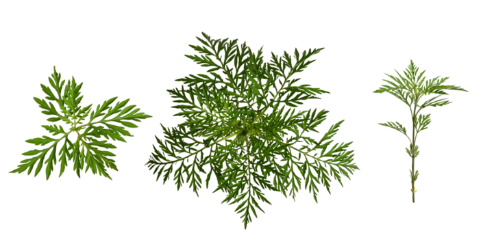 Set of ambrosia leaves and twigs isolated on a white background. Elements for creating designs, cards, patterns, floral arrangements, frames, wedding cards and invitations.