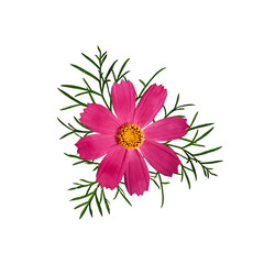 Floral composition. Pink Cosmos bipinnatus flower with leaves isolated on white background, top view. Elements for creating designs, cards, patterns, flower arrangements, wedding cards and invitations