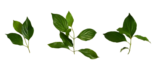 Spring set. Fresh branches with green leaves isolated on white background. Elements for creating designs, cards, patterns, floral arrangements, frames, wedding cards and invitations.