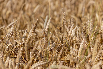 Fototapeta premium rye field with grain harvest on hot summer days