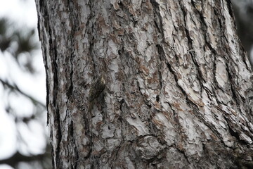 Certhia brachydactyla, The treecreepers are a family, Certhiidae, of small passerine birds, widespread in wooded regions of the Northern Hemisphere and sub-Saharan Africa.