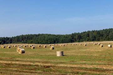 Fototapeta premium A field with cereals in the summer