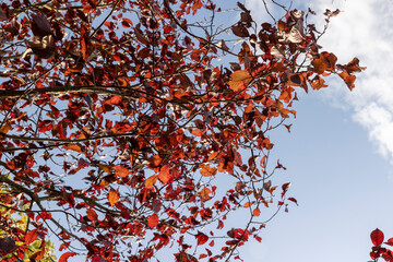 the red foliage of the hornbeam in the autumn season