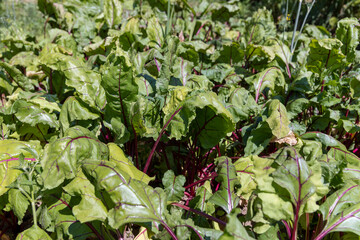 growing red beets for cooking