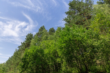 Obraz premium deciduous trees in summer in sunny weather