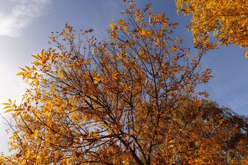 ash foliage changing color from green to yellow-orange