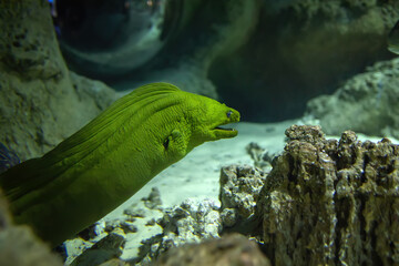 Green moray (Gymnothorax funebris) in coral reef close-up - obrazy, fototapety, plakaty