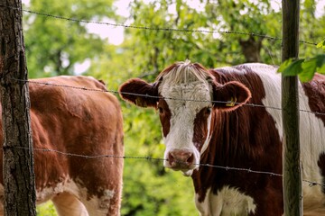 Cute brown and white cow with a tagged ear looking from behind a barbed wire fence - obrazy, fototapety, plakaty