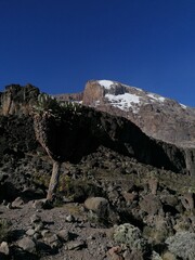 The amazing Giant Groundsels (Dendrosenecio Kilimanjari) that are endemic to the landscapes on and...