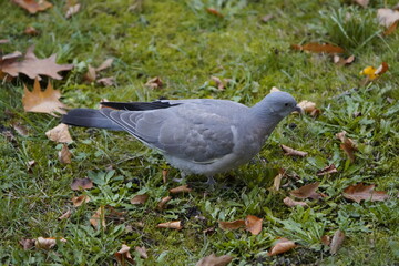 
Young Common Wood Pigeon foraging (Columba palumbus) Columbidae family. Hanover, Germany.