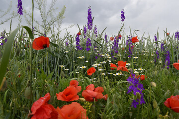 wildblumenwiese