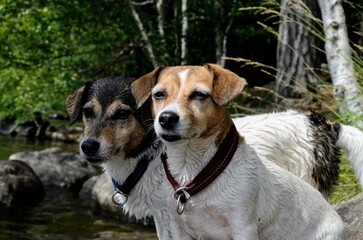 Jack russel dogs in an outdoor environment of a lake surrounded by natural rocks