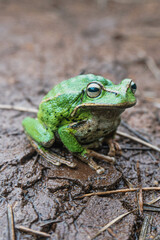 Ranas, Sapos, canto de ranas sapos, rana de árbol, árbol, sapo verde, 