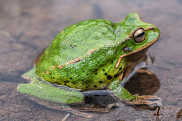 Ranas, Sapos, canto de ranas sapos, rana de árbol, árbol, sapo verde, 