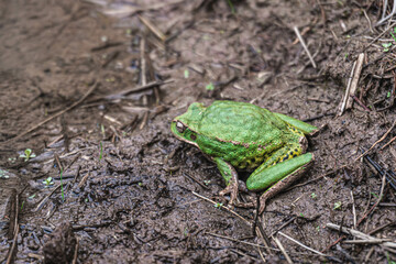 Ranas, Sapos, canto de ranas sapos, rana de árbol, árbol, sapo verde, 