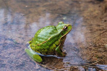 Ranas, Sapos, canto de ranas sapos, rana de árbol, árbol, sapo verde, 