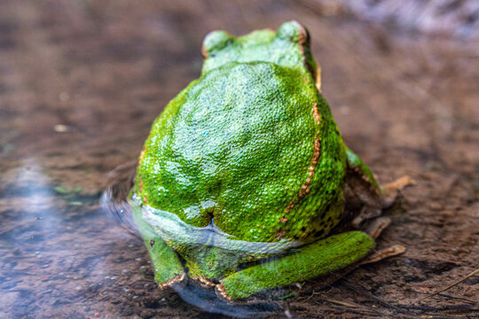 Ranas, Sapos, canto de ranas sapos, rana de &aacute;rbol, &aacute;rbol, sapo verde, 