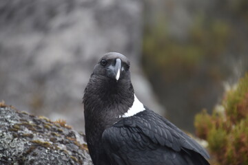Big White Necked Ravens on the lava rocks of Mount Kilimanjaro in Tanzania, Africa
