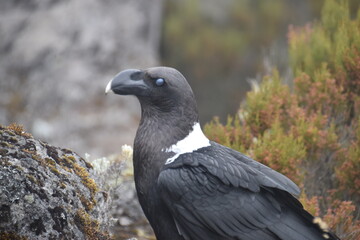 Big White Necked Ravens on the lava rocks of Mount Kilimanjaro in Tanzania, Africa