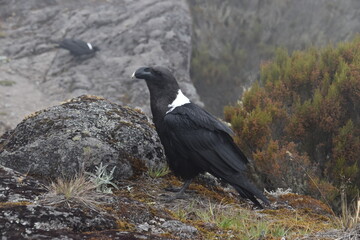 Big White Necked Ravens on the lava rocks of Mount Kilimanjaro in Tanzania, Africa