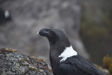 Big White Necked Ravens on the lava rocks of Mount Kilimanjaro in Tanzania, Africa