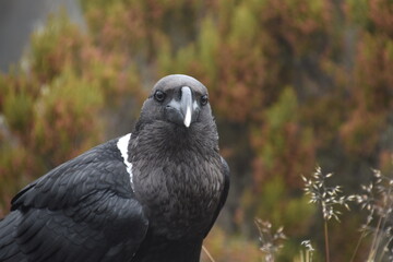 Big White Necked Ravens on the lava rocks of Mount Kilimanjaro in Tanzania, Africa