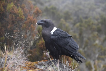 Big White Necked Ravens on the lava rocks of Mount Kilimanjaro in Tanzania, Africa