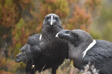 Big White Necked Ravens on the lava rocks of Mount Kilimanjaro in Tanzania, Africa