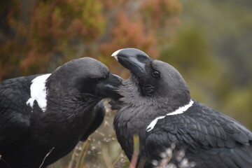 Big White Necked Ravens on the lava rocks of Mount Kilimanjaro in Tanzania, Africa