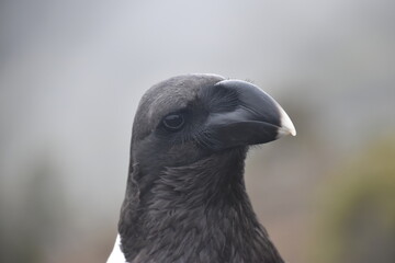 Big White Necked Ravens on the lava rocks of Mount Kilimanjaro in Tanzania, Africa