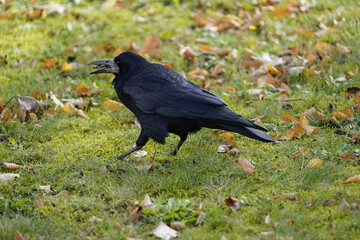 The rook (Corvus frugilegus) is a member of the family Corvidae in the passerine order of birds. Here as a winter guest from Russia from the end of October to the end of March. Hanover, Germany.