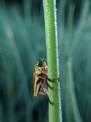 Dolopus Simulans insects perched on leeks with dew on them