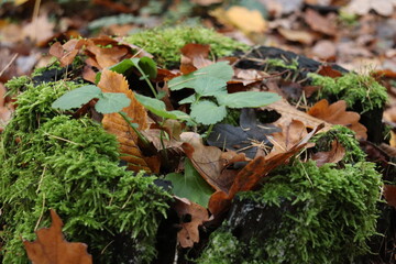 moss on tree