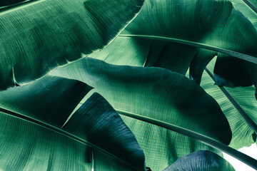 tropical banana leaf, green nature background