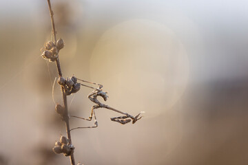 Empusa pennata, or the conehead mantis, is a species of praying mantis in genus Empusa native to the Mediterranean Region.