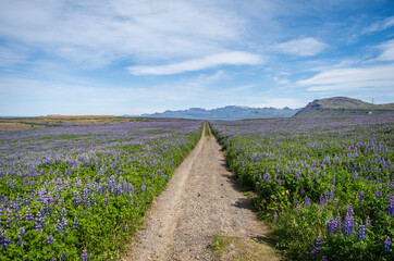 Fototapeta na wymiar Blue Alaskan lupins (lupinus nootkatensis) cover vast swathes of Iceland. beautiful landscape of field lupins