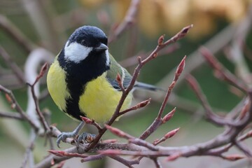 Obraz premium Great tit sitting on branch
