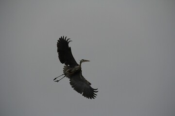 Majestic gray heron soaring majestically against a clear sky