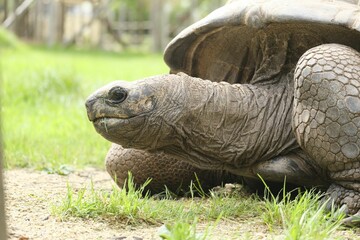 the tortoise is looking out into the distance from its habitat