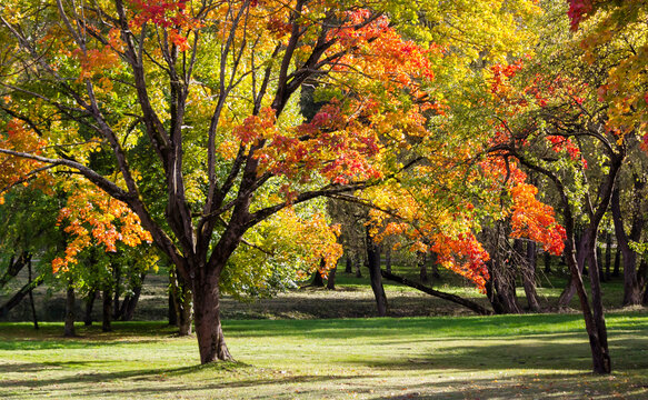 Orange colored trees, red-brown maple leaves in an autumn city park. Natural scene on a sunny day.