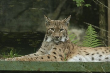 a lynx cat sitting in a zoo enclosure looking ahead with an angry look on its
