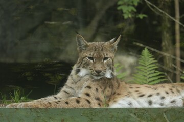 the lynx is resting on the ledge at the zoo outside