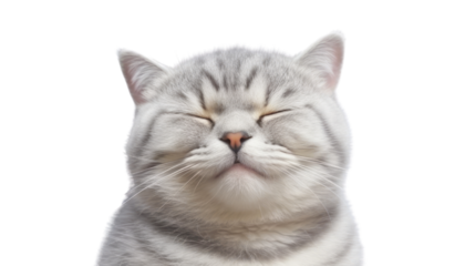 smile portrait of a cat isolated on transparent background cutout