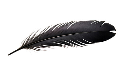 black feather isolated on transparent background cutout - obrazy, fototapety, plakaty