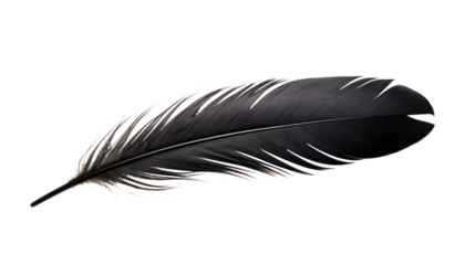 black feather isolated on transparent background cutout